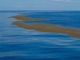 The Only Sea Without a Coast