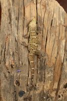 Hemidactylus kangerensis: New species of large gecko discovered in Eastern Ghats
