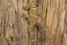 Hemidactylus kangerensis: New species of large gecko discovered in Eastern Ghats