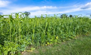 Catch crop