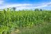 Catch crop