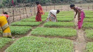 Collective farming