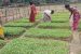 Collective farming
