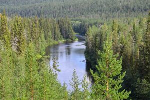 Coniferous forests
