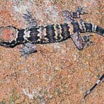 Dutta’s Mahendragiri gecko: New species of gecko discovered in Andhra Pradesh