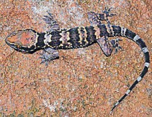 Dutta’s Mahendragiri gecko: New species of gecko discovered in Andhra Pradesh