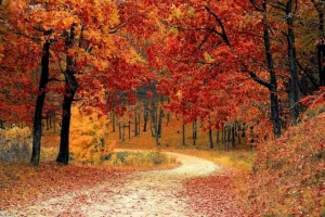 Fall (season)