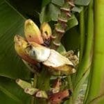 Musa paramjitiana: New species of wild banana discovered in Andaman and Nicobar