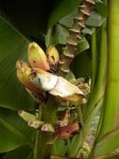 Musa paramjitiana: New species of wild banana discovered in Andaman and Nicobar