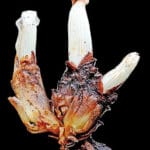 Gleadovia konyakianorum: Parasitic plant found in Nagaland