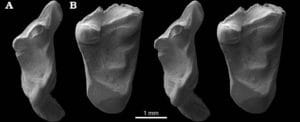 Fossils of oldest mammal ancestor discovered in UK
