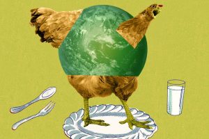 New laws drafted by Law Commission to end cruelty to birds (Poultry)