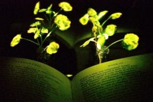 MIT scientists create plants that can glow in dark