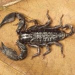 Innovative Drug Formulation Offers New Hope for Scorpion Sting Patients