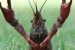 ZSI for first time compiles list of 157 alien invasive animal species