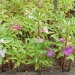 Scientists discover four new balsam species in Arunachal Pradesh