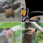 Elcysma Ziroensis: New moth species discovered in Arunachal Pradesh