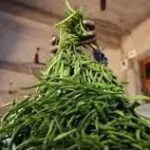 NCDEX launches India’s first agri-options trading in Guarseed