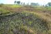Jhum (Shifting) Cultivation