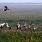 Mangalajodi Ecotourism Trust of Odisha wins prestigious UNWTO Award