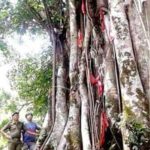 Sikkim Government allows people to forge fraternal ties with trees