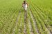 Himachal Pradesh launches Zero Budget Natural Farming project to promote organic farming