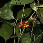 Drypetes kalamii: New plant species from West Bengal
