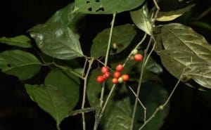 Drypetes kalamii: New plant species from West Bengal