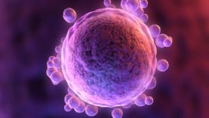 Scientists for first time grow human eggs to full maturity in laboratory