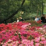 Rhodendron Park: Foundation stone laid in Tawang