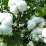 Government forms committee to probe illegal cultivation of HT Cotton
