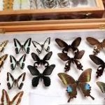 India's first insect museum opened in Tamil Nadu