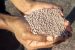 CCEA approves continuation of Nutrient Based Subsidy and City Compost Scheme