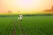 CCEA approves continuation of Urea Subsidy Scheme