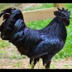 Kadaknath Chicken
