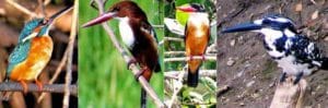4 kingfisher species sighted in Krishna sanctuary