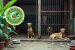 Animal Welfare Board
