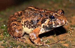Fejervarya goemchi: New frog species named after Goa