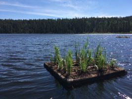 Floating Treatment Wetland