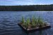Floating Treatment Wetland