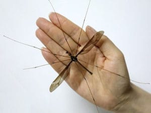 Giant mosquito with 11.15 cm wingspan found in China