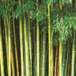  CCEA approves restructured National Bamboo Mission