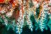 Snowflakes Coral