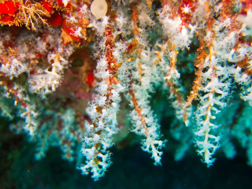 Snowflakes Coral