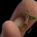 Malvi’s adder’s-tongue fern: World’s smallest land fern discovered in Western Ghats