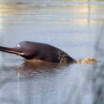 India’s and Asia’s first Dolphin Research Centre to come up soon in Patna
