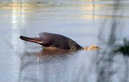 October 5: Ganga River Dolphin Day - GKToday