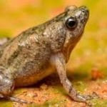 Microhyla kodial: New frog species discovered in coastal Karnataka