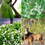 Andhra Pradesh notifies new state symbols after bifurcation