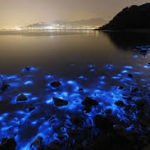 Global warming driving harmful algae growth: Study